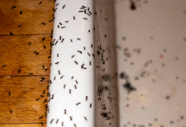 Best Rat Extermination Near Me  in Stone Ridge, VA