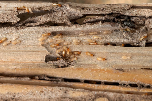 Best Local Pest Control Services  in Stone Ridge, VA