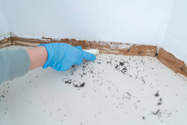 Best Best Pest Control Companies  in Stone Ridge, VA